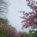 서산 문수사 겹벚꽃 봄꽃여행 실시간 개화