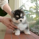 인천 강아지분양 고양이분양 미유펫 이미지