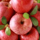 스타농장 이미지