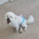 도당애견 이미지