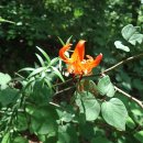 청도군-20 이미지