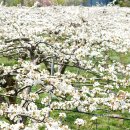 천지배농장 이미지