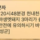 천내천 이미지