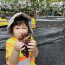 [9월 19일] 포도밭으로 견학가요🍇💜🍇💜 이미지