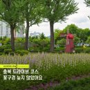 보강천 미루나무숲 | 증평 가볼만한곳 보강천미루나무숲 충북 드라이브 코스