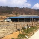 흑석산흑염소농장 네이버블로그