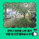 관악구 봉천동 나무 제거 비용 및 조경 벌목공사 후기