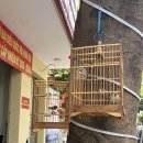 신지디지털 | 18주차 태교여행 시내 맛집 바토이(Ba toi)/정글 카페/켄켄 크록스 후기