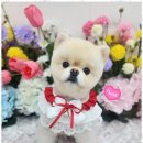 예쁘개 미용할개 | 애견가위컷 우리 강아지의 특별한 하루, 오늘도예쁘개에서