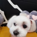 리리네 펫살롱 이미지