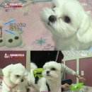 동물농장 이미지