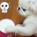 몽실아이스크림