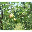 환희농장 이미지