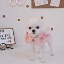 알콩달콩 애견미용실 이미지