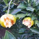 별이네농장 이미지