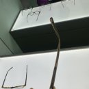 블루라이트 차단 안경 추천 ㅣ 블루엘리펀트 CHARLOTTE brown crystal 샬롯 브라운 크리스탈 후기