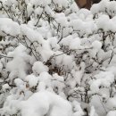 오늘 대패 이미지