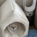 두두핏 | [서울/강서구] 두두핏 애견호텔 &amp; 목욕 이용 후기