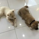 올펫 동물병원 이미지