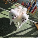 포롱도그 이미지