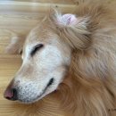 행복하시개 | 소노펫 : 삼악산 케이블카 반려견 대형견 탑승후기, 할인 Tip