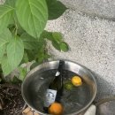 압구정로데오 청담 꽁티드툴레아 테라스 브런치 데이트 와인바