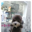 빠찌애견 이미지