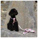 <b>보니앤독</b> 하네스하고 헌팅 가자~