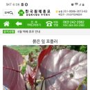 붉은잎 포플러를 찾고 있습니다 이미지