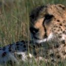 The Cats & Dog 이미지