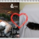 프롬시아 캐터리 이미지