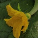 오이 내용과 효능(박과(─科 Cucurbitaceae)에 속하는 기면서 자라는 식물.) 이미지