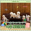 마리오락실 | 여주 포리포리:) 애견 동반 180평 단독 독채 펜션