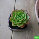 물댄동산 - 태백시 먹거리길 120 | 물댄동산