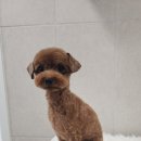 화려하개 이미지