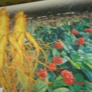 풍기인삼삼계탕 이미지