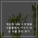 수경재 | 개운죽 10P 수경재배식물물에서 키우기 쉬운 식물 추천 후기