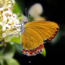 나비천사 이미지