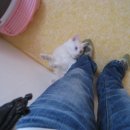 행복한 고양이 이미지