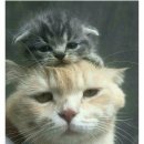 생선파는 고양이 이미지