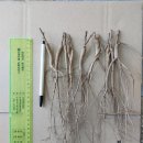 생 감초뿌리 종근,종자용 판매종료 이미지