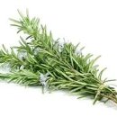 로즈마리 이미지