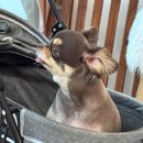 법곡길 | 아산 애견미용, 털갈이 시즌 맞이한 우리 집 보물들을 위한 최고의 선택!