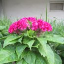 헝클머리 이미지