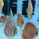 태양성 PC 이미지