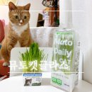 호순 | 키우는 번거로움 없이 개봉하자마자 먹는 뮤토캣글라스 후기