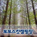 길을보여줘 | 영월 메타세콰이어길 품은 보보스캇 캠핑장 리얼후기 명당사이트추천!