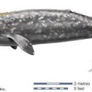 고래반점 이미지