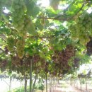 봉기농장 이미지