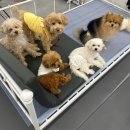 에덴 애견 유치원 호텔 이미지